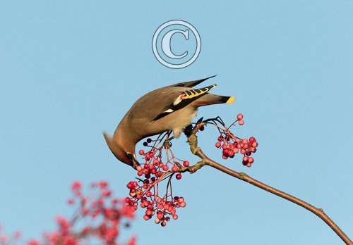 Waxwing DM1518